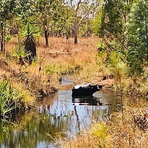 Asiatic Water Buffalo in Australia