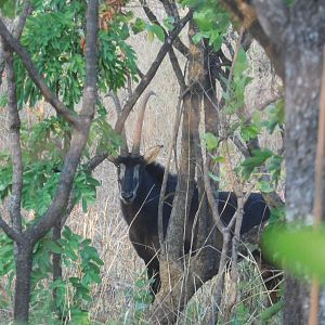 Sable in Tanzania