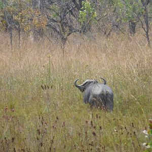 Cape Buffalo  in Tanzania