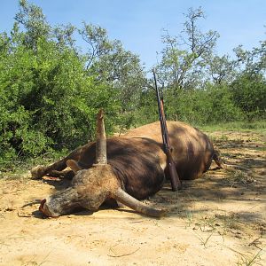 Hunting Scrub Bull in Australia