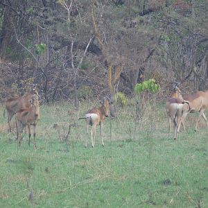 Lichtenstein's Hartebeest in Tanzania