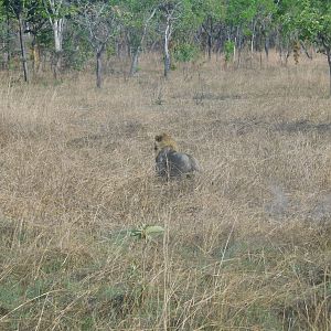 Lion Tanzania