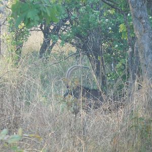 Sable Antelope in Tanzania