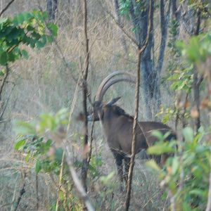 Sable Antelope in Tanzania