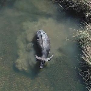 Asiatic Water Buffalo Australia