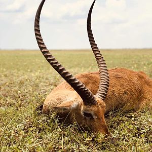 Kafue Lechwe on Kafue Flats in Zambia