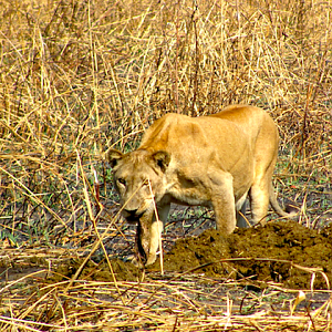 Lioness in Zambia