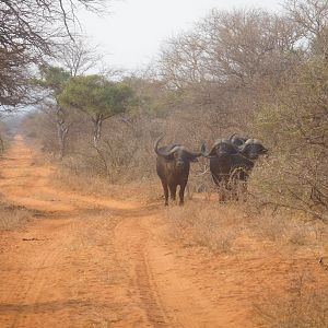 Buffalo in South Africa