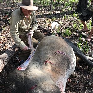 Scrub Bull Hunting Australia