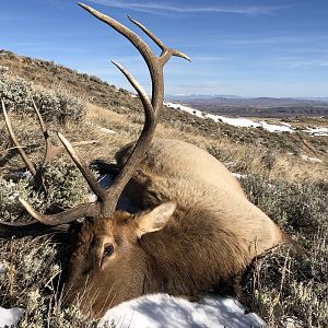 USA Hunt Elk