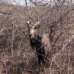 Nyala in Namibia