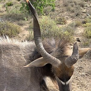 Hunting Nyala in South Africa