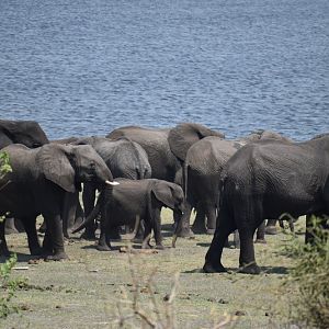 Elephants in Zimbabwe