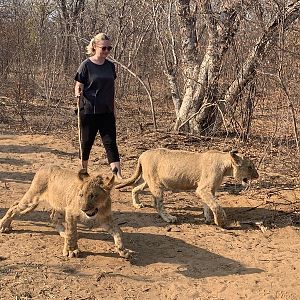 Walk with Lions in Zimbabwe