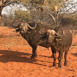 Buffalo & Cow South Africa