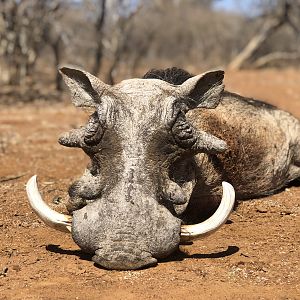 Hunt Warthog in South Africa