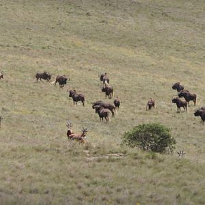 Black Wildebeest & Blesbok South Africa