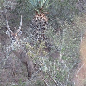 Waterbuck South Africa