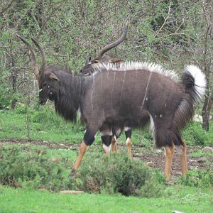 Nyala Bulls South Africa