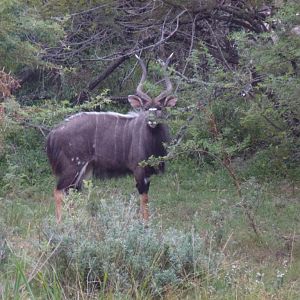 Nyala Bull South Africa