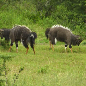 Nyala Bulls South Africa