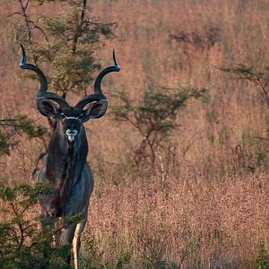 Kudu in South Africa