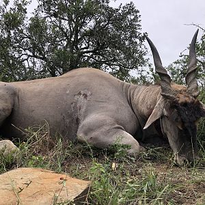 Eland Hunt South Africa