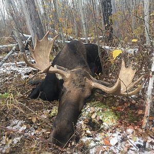 Moose Hunt