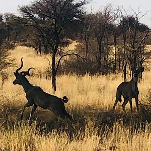 Kudu Bull youngsters in Namibia
