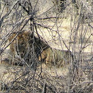 Lion in South Africa