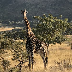 Giraffe in South Africa