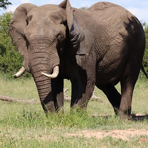 Elephant in South Africa