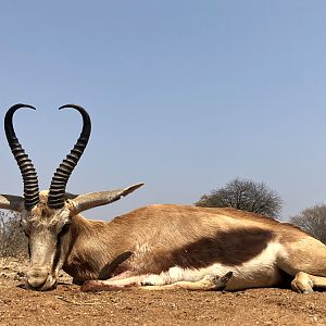 Hunting Sprinbok in South Africa