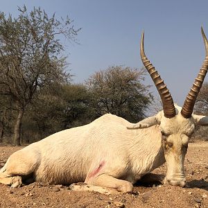 White Blesbok Hunt South Africa