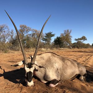 Gemsbok Hunting South Africa