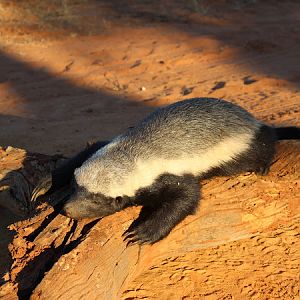 African Honey Badger Hunt South Africa