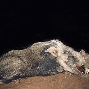 Bushpig Hunt South Africa