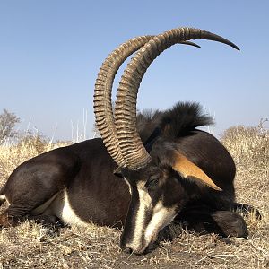 Hunting Sable in South Africa