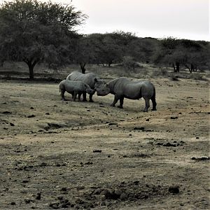 White Rhinos South Africa