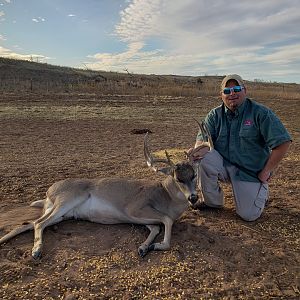 Hunt White-tailed Deer in Texas USA