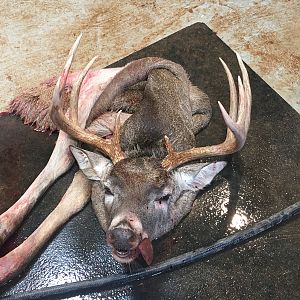White-tailed Deer Hunting Texas USA