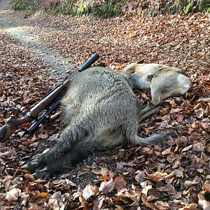 Deer & Boar Driven Hunt Germany