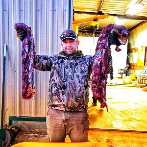 Hunt Bison in Texas USA