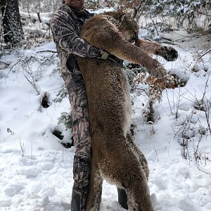 Hunt Mountain Lion in New Mexico USA