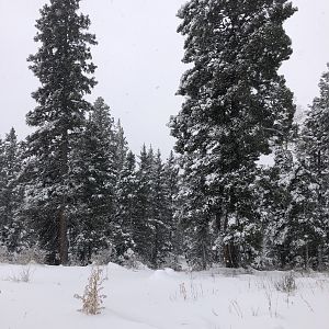 New Mexico USA Hunting Mountain Lion