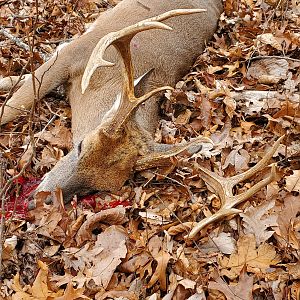 White-tailed Deer Hunt USA