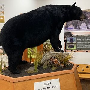 Black Bear Full Mount Taxidermy