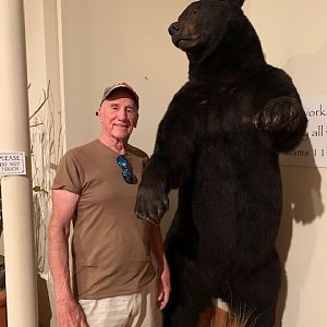 Black Bear Full Mount Taxidermy