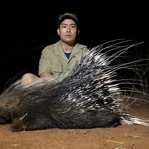 South Africa Hunting African Porcupine