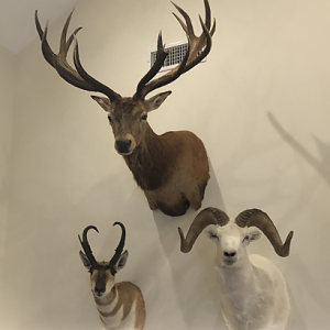 Red Stag,  Pronghorn & Dall Sheep Shoulder Mount Taxidermy